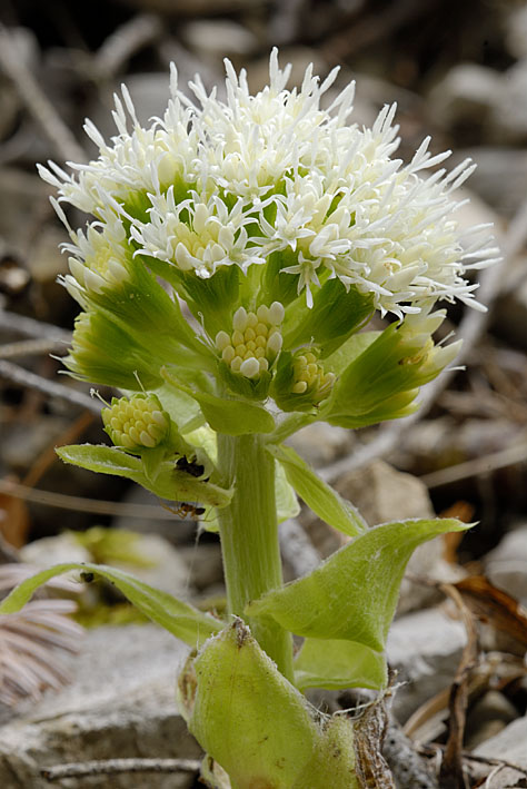 Petasites albus / Farfaraccio bianco